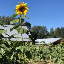 Smith's Family Fun Farm - sunflower patch