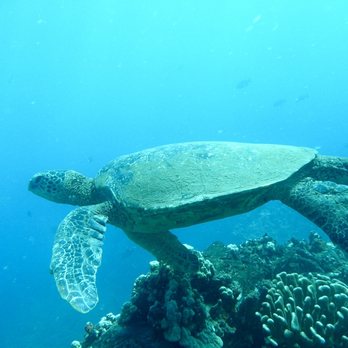 Maui Diving - Mala Pier - Scuba Diving Near Me - Lahaina, Hawaii Maui Diving - Mala Pier - Scuba Diving Near Me - Lahaina, Hawaii