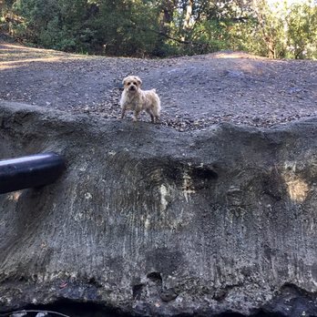 Stulsaft Park - Koko pretending she is a little mountain sheep. - Parks Near Me - Redwood City, California Stulsaft Park - Koko pretending she is a little mountain sheep. - Parks Near Me - Redwood City, California