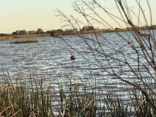 The Cajun Table by null