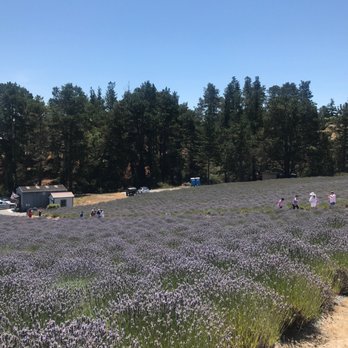 Monte-Bellaria Di California - another view from the top, with the farm shop on the bottom of the field. - Farms Near Me - Sebastopol, California Monte-Bellaria Di California - another view from the top, with the farm shop on the bottom of the field. - Farms Near Me - Sebastopol, California