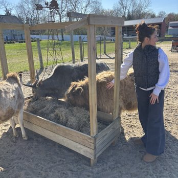 Three Miracles Farm - Mini highland cows - Attraction Farms Near Me - Wrightstown, New Jersey Three Miracles Farm - Mini highland cows - Attraction Farms Near Me - Wrightstown, New Jersey