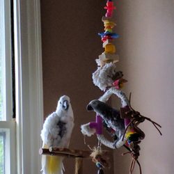 Animal Hospital of South Gorham - Getting to know you, getting to know all about you.Charlie and Cassie.