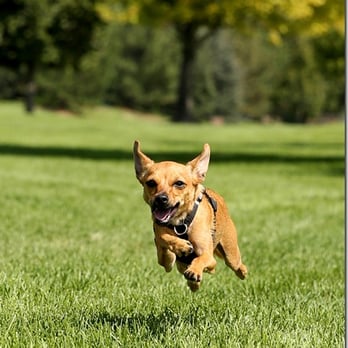 Grace Dog Training & Behavior - Total Recall is our coming when called class. Does your dog come to you reliably? If you answered "No", give us a call. We can help. - Pet Training Near Me Grace Dog Training & Behavior - Total Recall is our coming when called class. Does your dog come to you reliably? If you answered "No", give us a call. We can help. - Pet Training Near Me