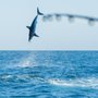 Photo of World Class Shark Fishing
