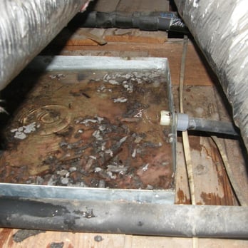 SOS Environmental - mold, bacteria in a condensate pan on an air handler. - Home Inspectors Near Me