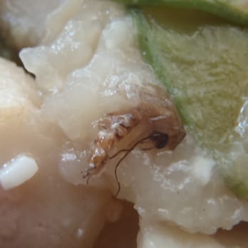 Kowloon Chinese - Dead Bug in Food - Chinese Near Me - Indio, California Kowloon Chinese - Dead Bug in Food - Chinese Near Me - Indio, California