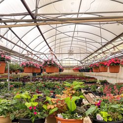 J & J Nursery and Garden Center - Hanging baskets