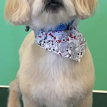 Pet's Place Salon - Dog grooming. - Pet Groomers Near Me - Elk Grove, California Pet's Place Salon - Dog grooming. - Pet Groomers Near Me - Elk Grove, California