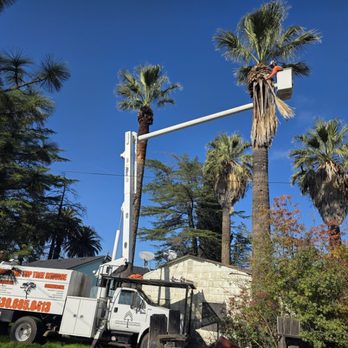 Over The Top Tree Service - Tree Services Near Me - Chico, California Over The Top Tree Service - Tree Services Near Me - Chico, California