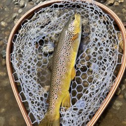 R R 406 Fly Fishing Guides - Bitterroot river brown trout