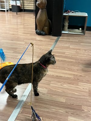 Catnip Cat Cafe by null