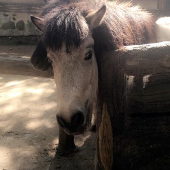Zoobic Safari - Travel Services Near Me - Ilanin Forest West, BAN