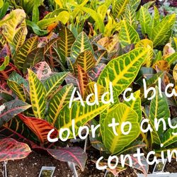 Piney Ridge Greenhouse - Crotons