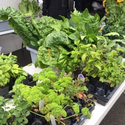 Tanana Valley Farmers Market - Greens and herbs