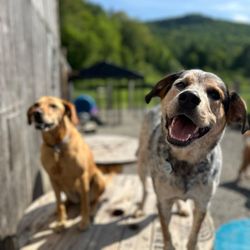 Brook Run Dog Camp