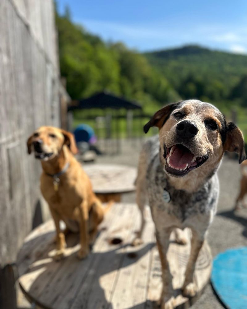 Brook Run Dog Camp Logo