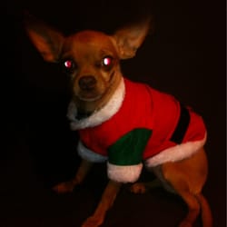 O'Donnell's Hot Dogs n Cool Cats - This is how I get when my dad makes me walk around with this funny coat on!