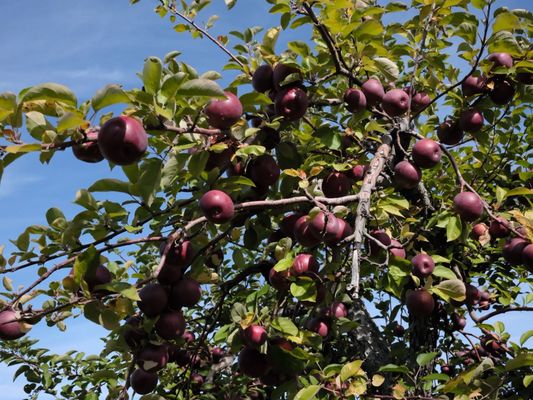 Masker Orchards by null