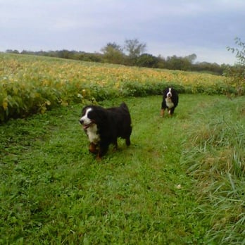 Doghouse - Pet Sitting Near Me - Whitmore Lake, Michigan
