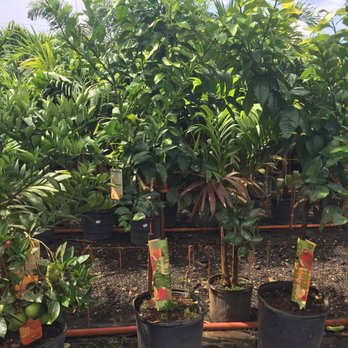 Springtime Farms - Citrus trees - Nurseries & Gardening Near Me - North Fort Myers, Florida Springtime Farms - Citrus trees - Nurseries & Gardening Near Me - North Fort Myers, Florida
