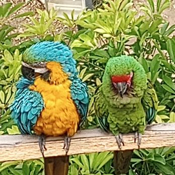 Humphreys Half Moon Inn - The resident macaws - San Diego, CA