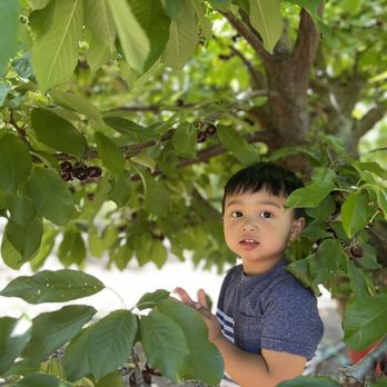Kelsey Cherry Pickin' Farm - Pick Your Own Farms Near Me - Byron, California Kelsey Cherry Pickin' Farm - Pick Your Own Farms Near Me - Byron, California