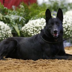 Cappel Canine - Black Bart Western Shepherd Sire