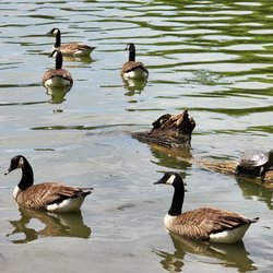 Prospect Park Lake - Geese and turtles