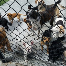 Just another day at the pet resort....