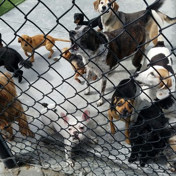 Arfington Pet Resort - Just another day at the pet resort.... - Pet Training Near Me - Tamarac, Florida