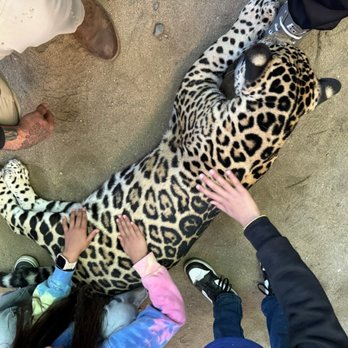 PaiPai Ecotourism Park - Petting a Jaguar - Zoos Near Me - Maneadero, BCN PaiPai Ecotourism Park - Petting a Jaguar - Zoos Near Me - Maneadero, BCN