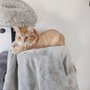 Photo of Doug King's Pup Star Pet Salon