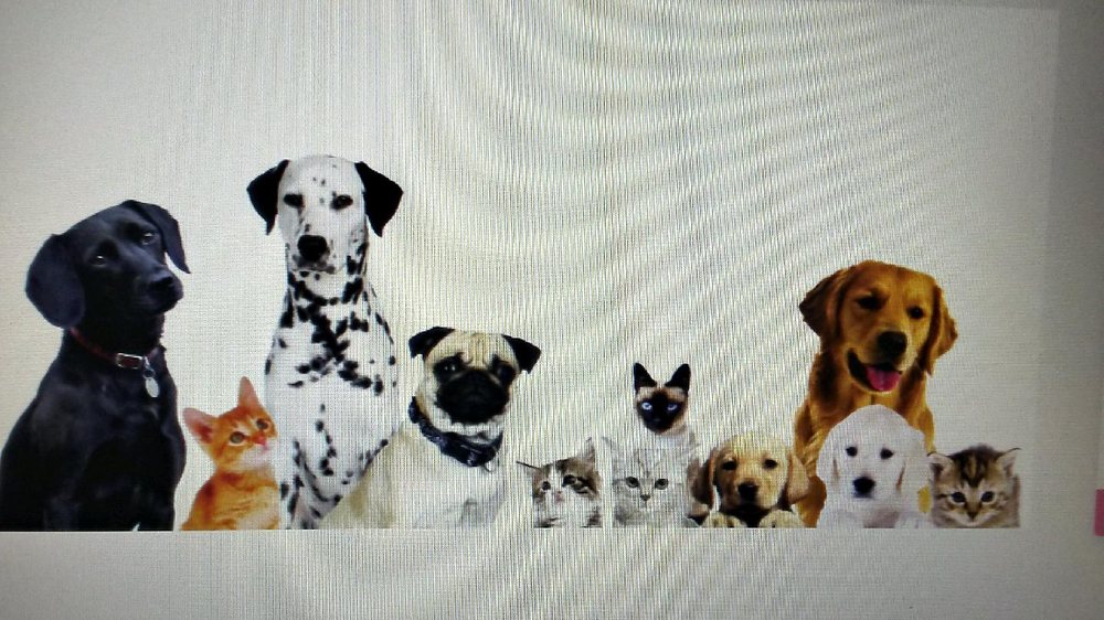 THE SHAGGY PAW Updated September 2024 Request an Appointment