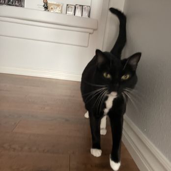 Your Pet's Nanny - Black and White Tuxedo Kitty - Pet Sitting Near Me Your Pet's Nanny - Black and White Tuxedo Kitty - Pet Sitting Near Me