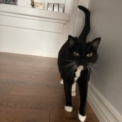 Black and White Tuxedo Kitty