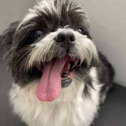 Best Cat Grooming Services | Cat Salon | Mobile Cat Grooming