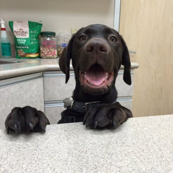 Monument East Veterinary Hospital - Dixon loves his vet visits - Veterinarians Near Me - Tucson, Arizona