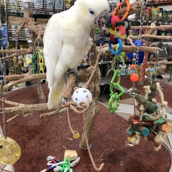 Golden Cockatoo - Bird Shops Near Me - Deerfield Beach, Florida