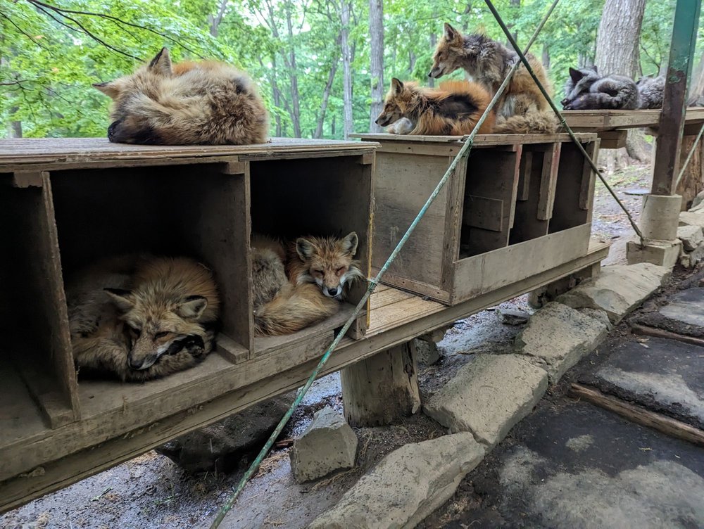Miyagi Zao Fox Village