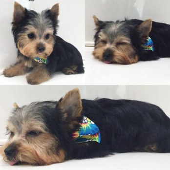KeepPup Mobile Grooming Spa - Pet Groomers Near Me