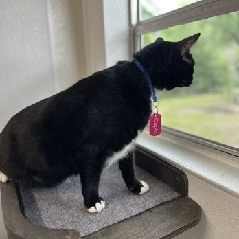 Kitty-Winks Luxury Cat Boarding - Cupid watching the birds in the birdbath. - Pet Boarding Near Me - Lavon, Texas Kitty-Winks Luxury Cat Boarding - Cupid watching the birds in the birdbath. - Pet Boarding Near Me - Lavon, Texas