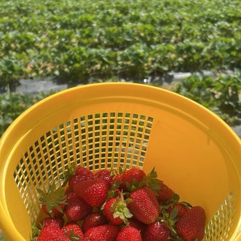 Salem Berry Farm - Strawberries - Farms Near Me - Virginia Beach, Virginia