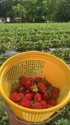 Salem Berry Farm by null