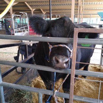 Colorado State Fair & Exposition - Festivals Near Me - Pueblo, Colorado Colorado State Fair & Exposition - Festivals Near Me - Pueblo, Colorado
