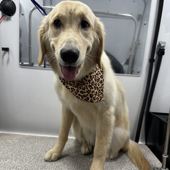 The Gentle Spaw - Pet Groomers Near Me The Gentle Spaw - Pet Groomers Near Me