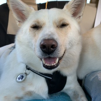 Van Nuys Veterinary Clinic - This is Noma and he was a little out of it when we picked him up from Dr. Oh. - Veterinarians Near Me - Van Nuys, California Van Nuys Veterinary Clinic - This is Noma and he was a little out of it when we picked him up from Dr. Oh. - Veterinarians Near Me - Van Nuys, California