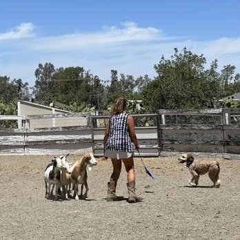 Performance Dogs In Action - Pet Training Near Me - Pleasant Grove, California Performance Dogs In Action - Pet Training Near Me - Pleasant Grove, California