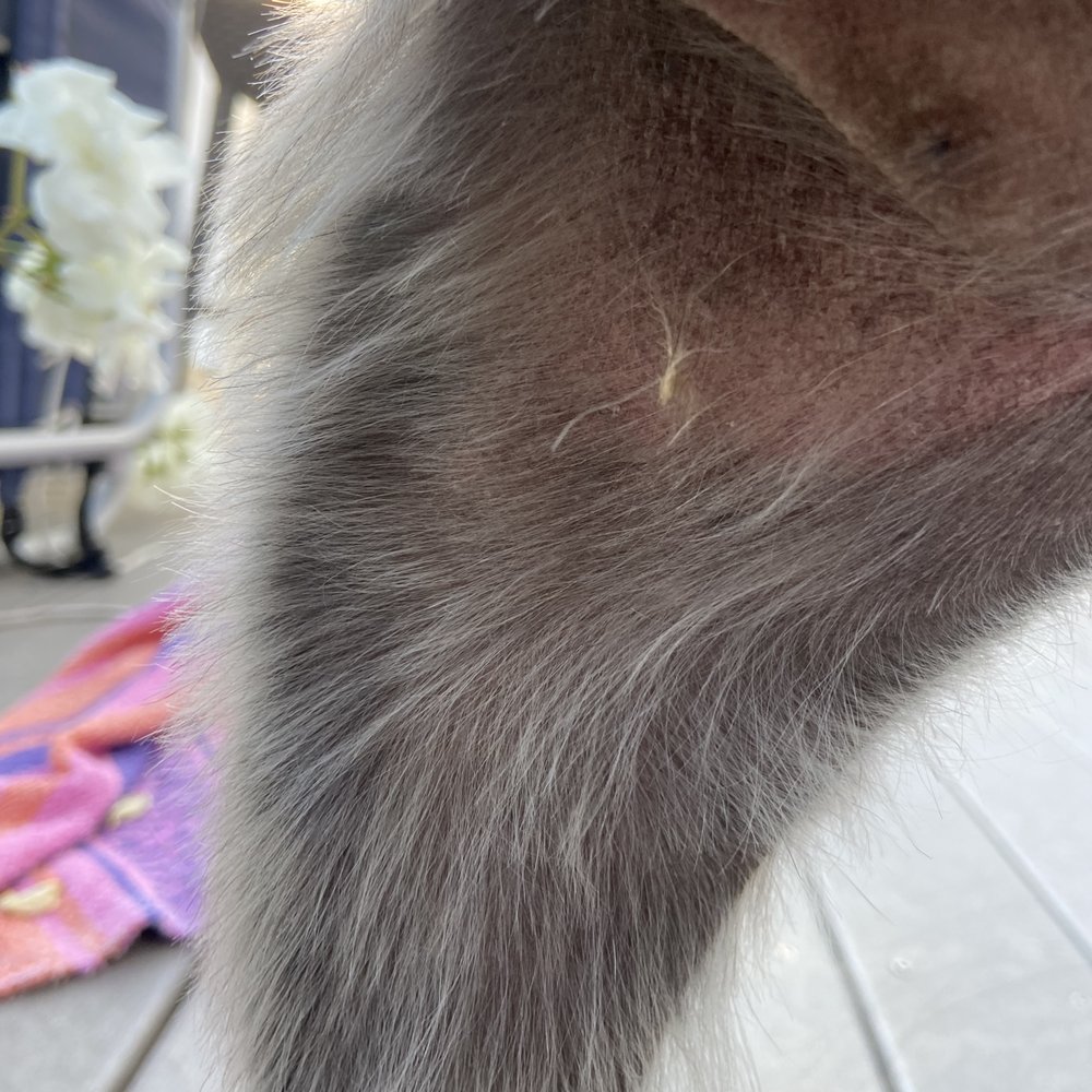 Knots in hair from a not thorough hair cut. Knots in hair from a not thorough hair cut.