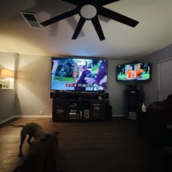 The 100" and 55". And two dumb dogs playing.